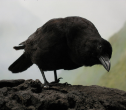 Crow
