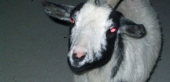 Hellgoat