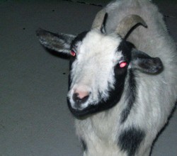 Hellgoat