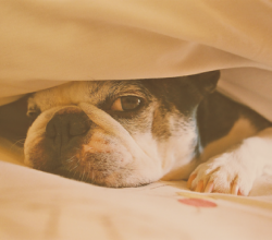 Hiding-under-covers