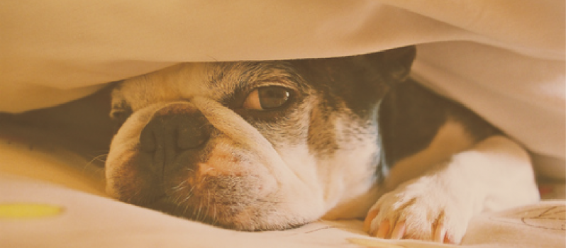 Hiding-under-covers