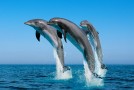HG2G Mixtape: So Long, and Thanks for All the Fish