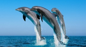 HG2G Mixtape: So Long, and Thanks for All the Fish