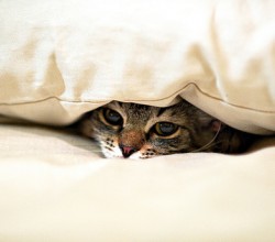 catcovers
