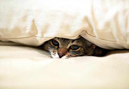catcovers
