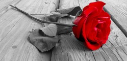 Rose On Wood BW