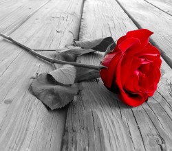 Rose On Wood BW
