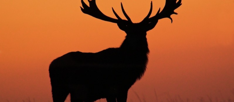 stag