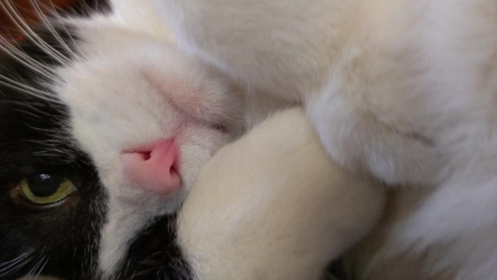 475874_664975288736_614833855_o