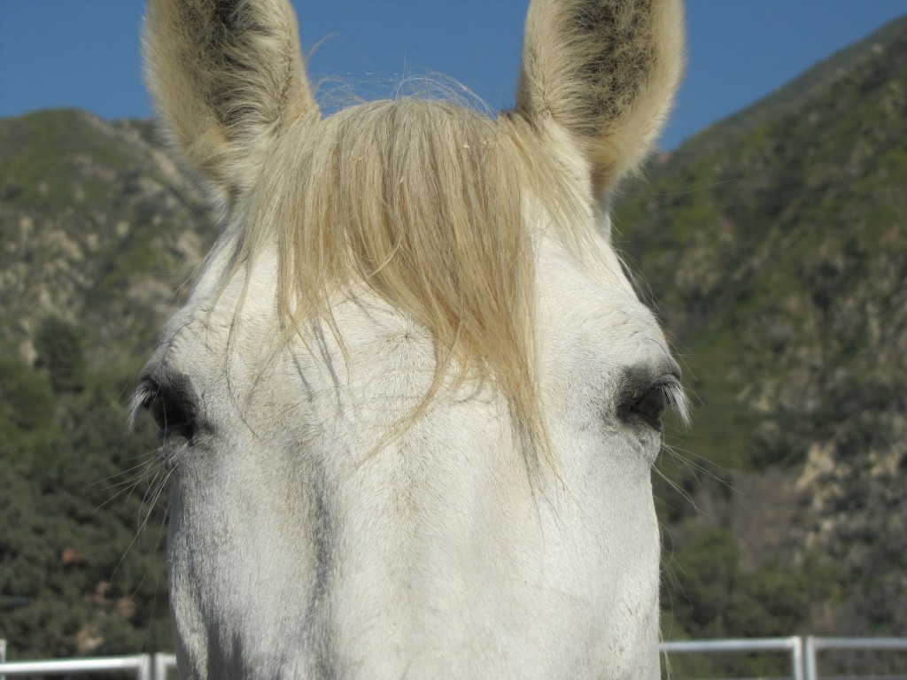 Tammy Art 2 White Horse